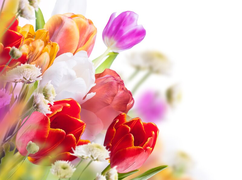 Colorful Tulip Bouquet — Red, Bright, Spring, Photograph, Tulips