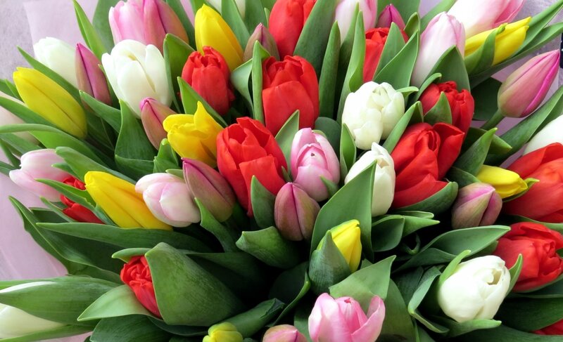 Colorful Tulip Bouquet — Red, Vibrant, Spring, Photograph, Flowers, Leaves