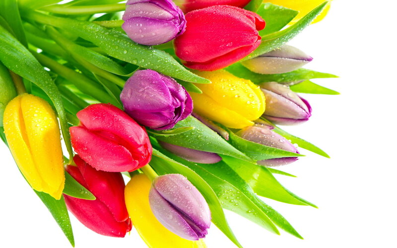 Colorful Tulip Bouquet — Red, Vibrant, Spring, Photograph, Flowers