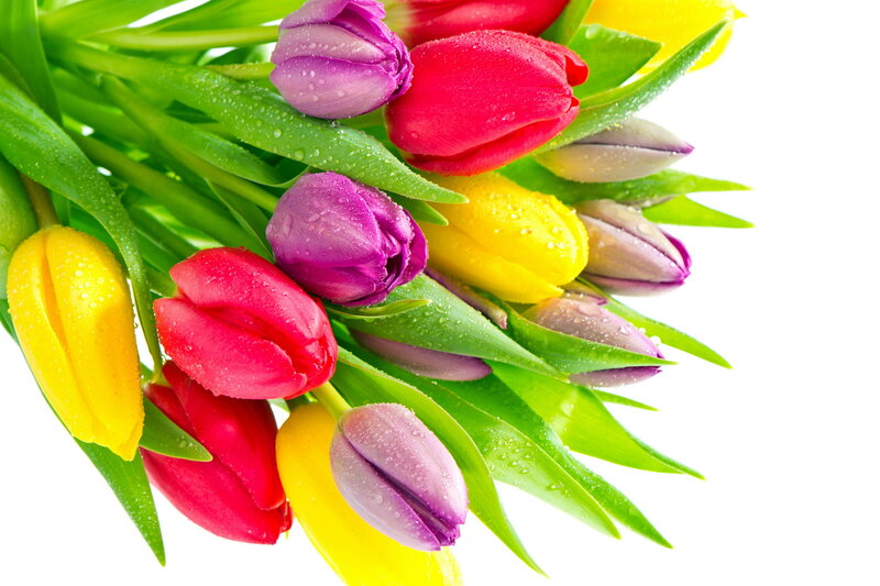 Colorful Tulip Bouquet — Red, Vibrant, Spring, Photograph