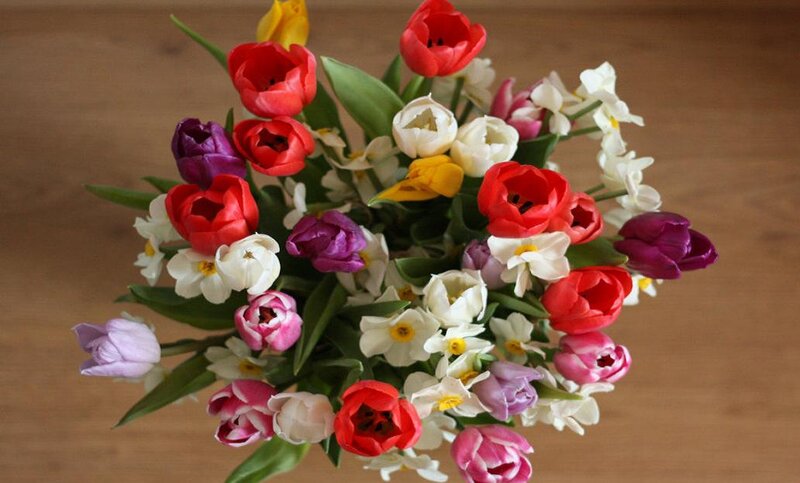 Colorful Tulip Bouquet — Red, Vibrant