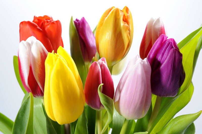 Colorful Tulip Bouquet — Yellow, Bright, Spring