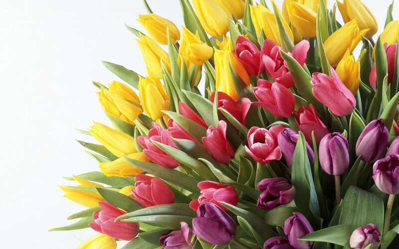Colorful Tulip Bouquet — Yellow, Bright