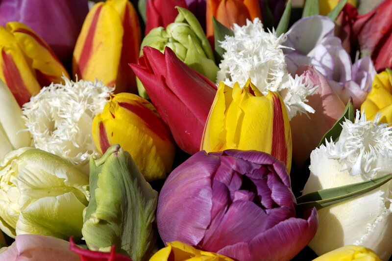 Colorful Tulip Bouquet — Yellow, Vibrant, Spring, Photograph, Tulips
