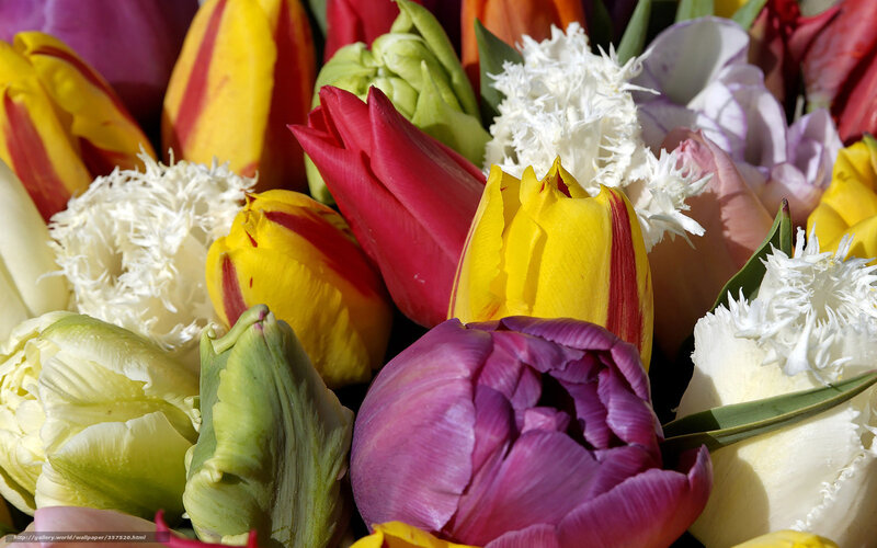 Colorful Tulip Bouquet — Yellow, Vibrant, Spring, Photograph, White Flowers