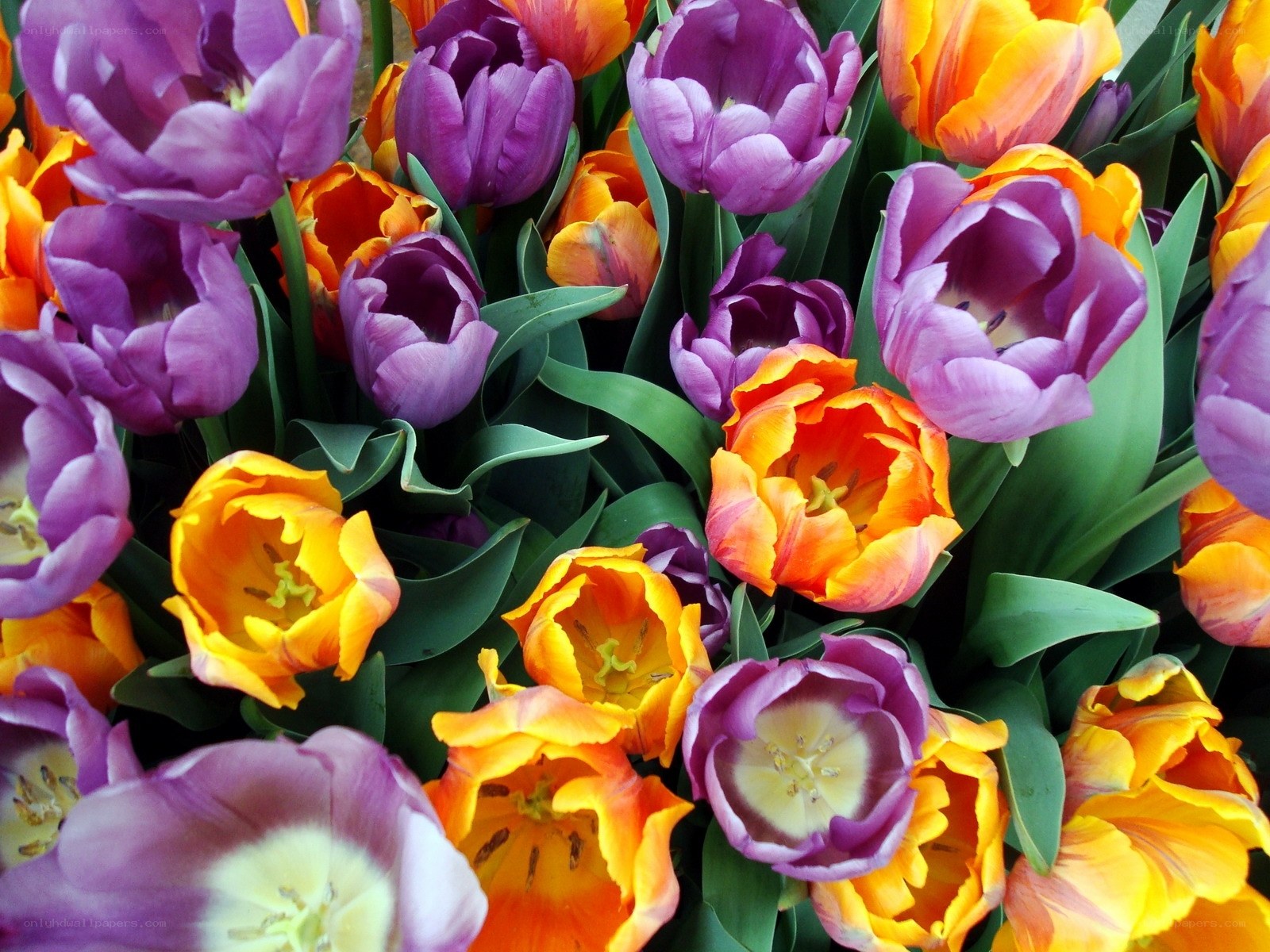 Colorful tulip bouquet