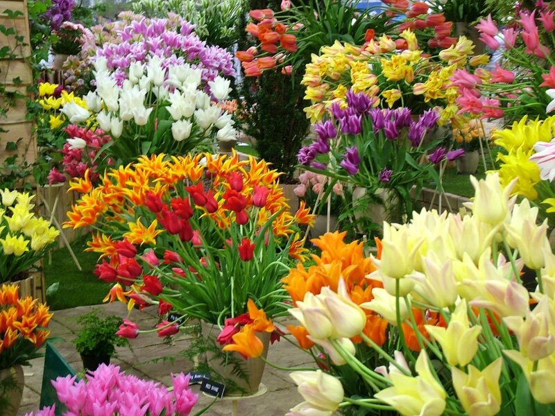 Colorful tulip display