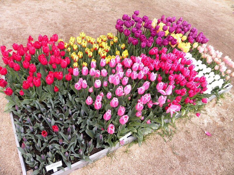 Colorful tulip display
