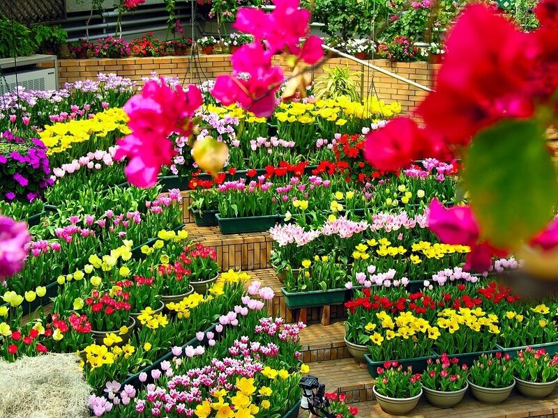 Colorful Tulip Display — Yellow