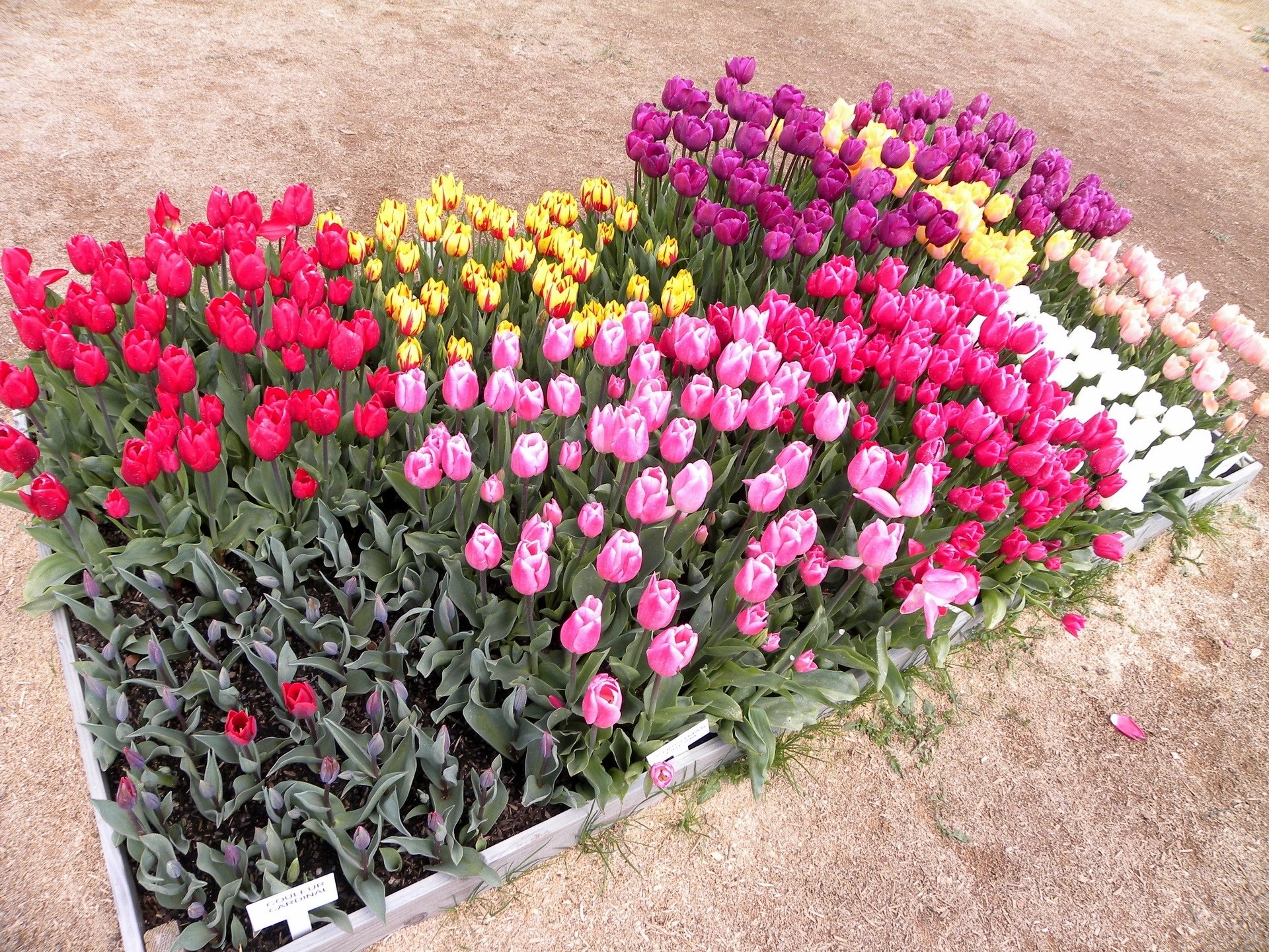 Colorful tulip display