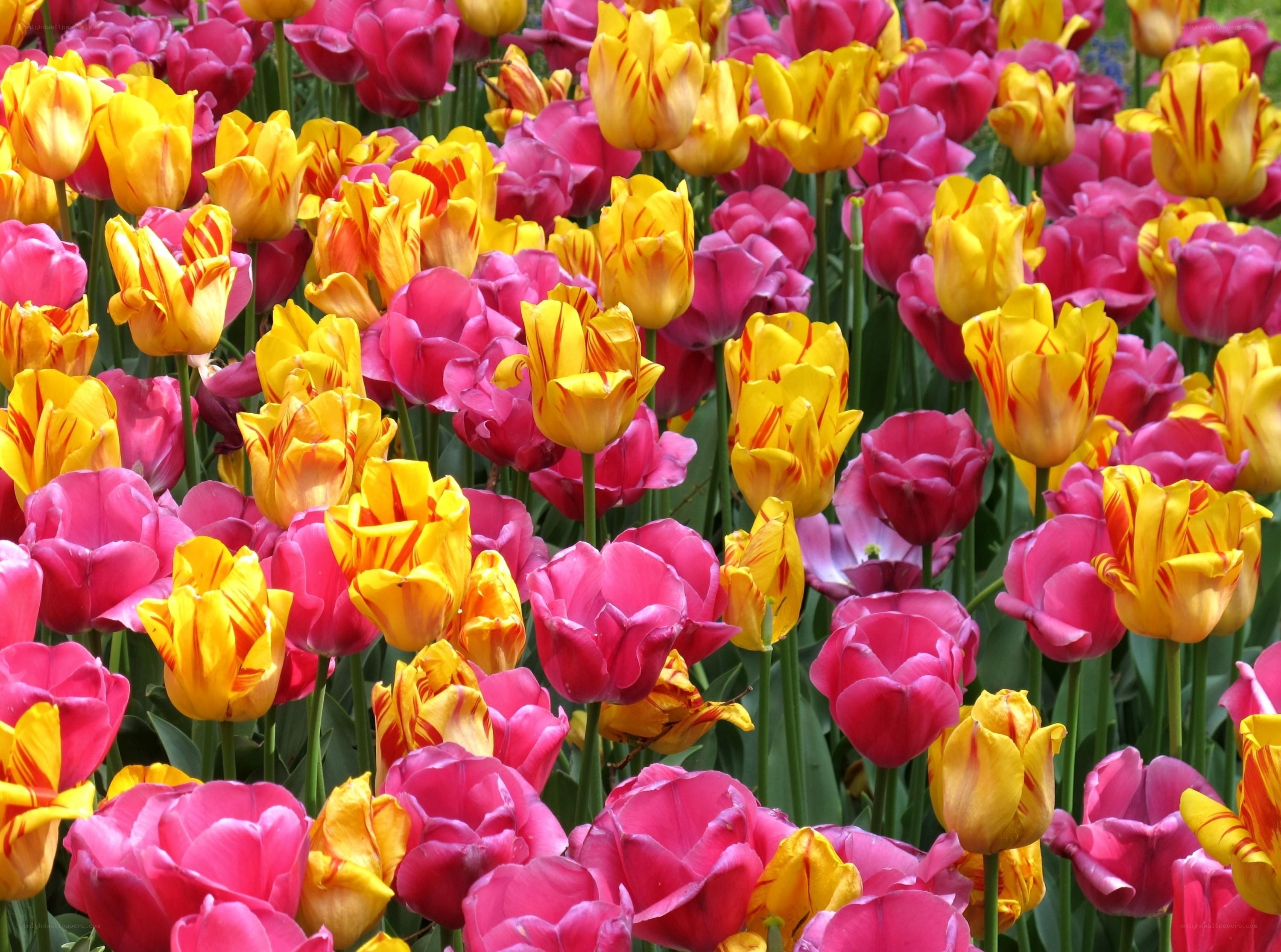 Colorful tulip field