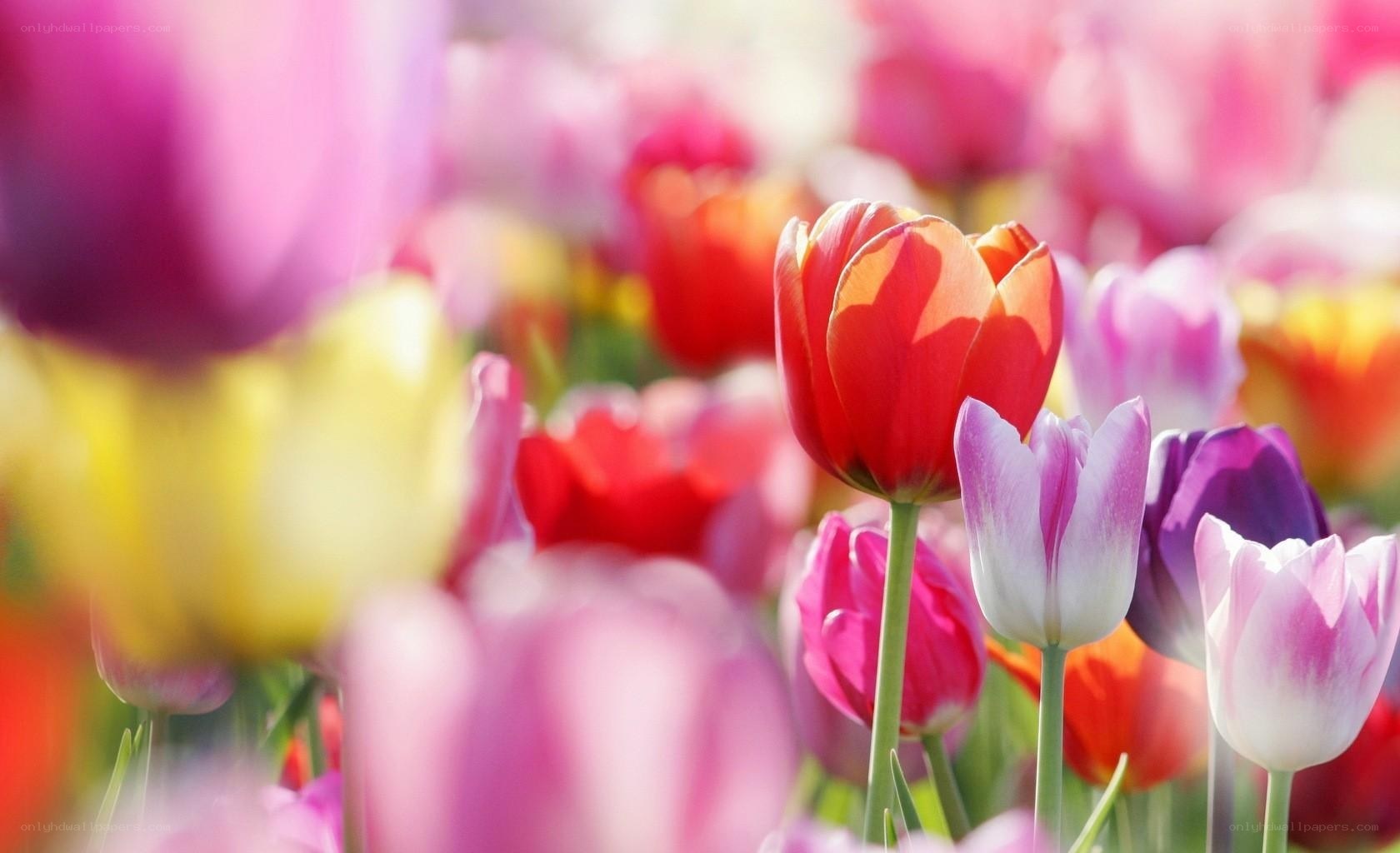 Colorful tulip field