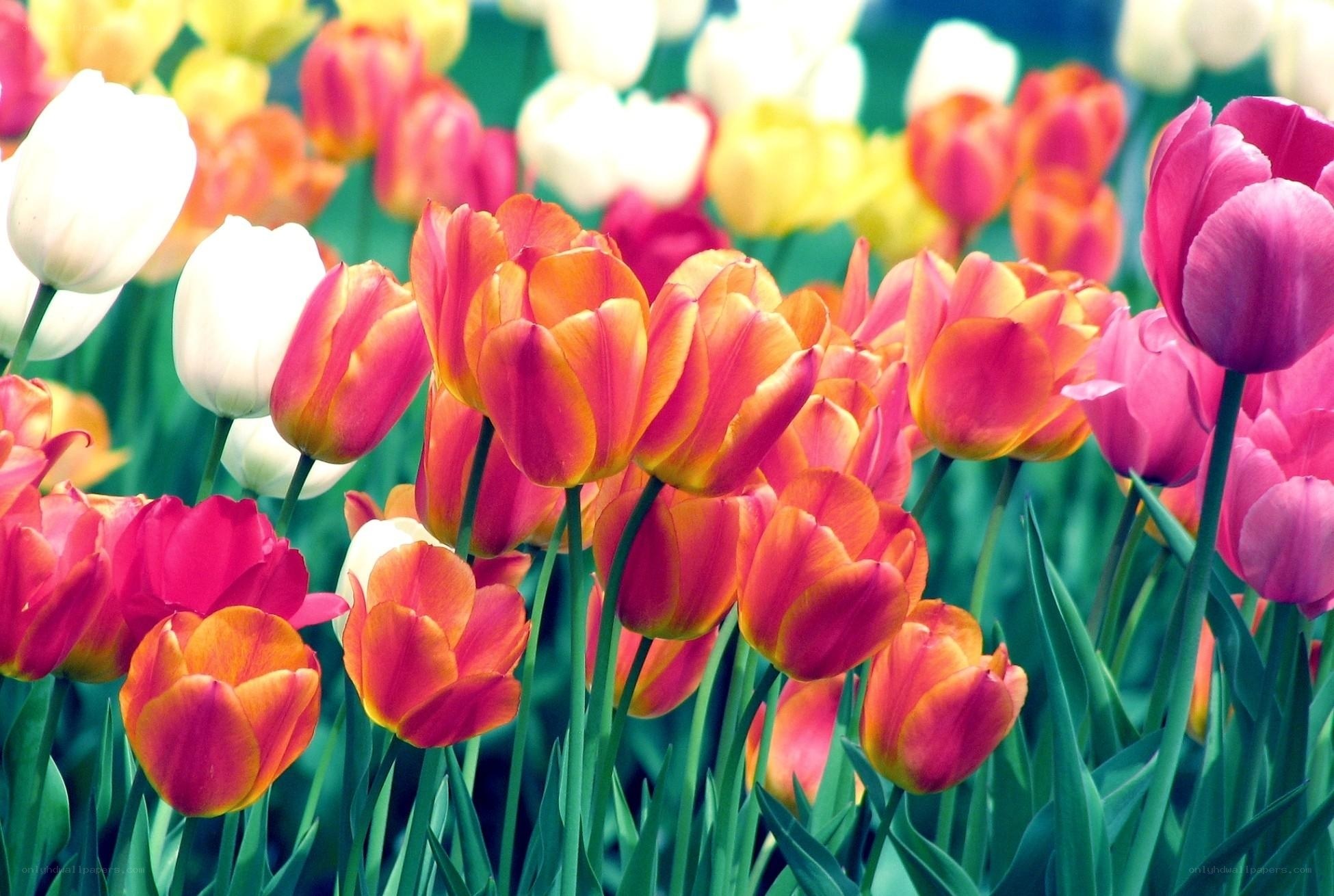 Colorful tulip field