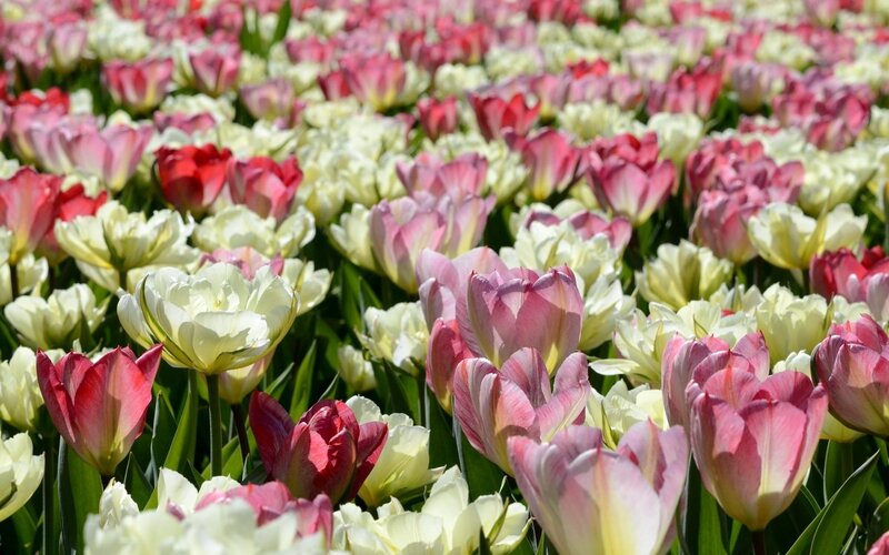Colorful tulip field