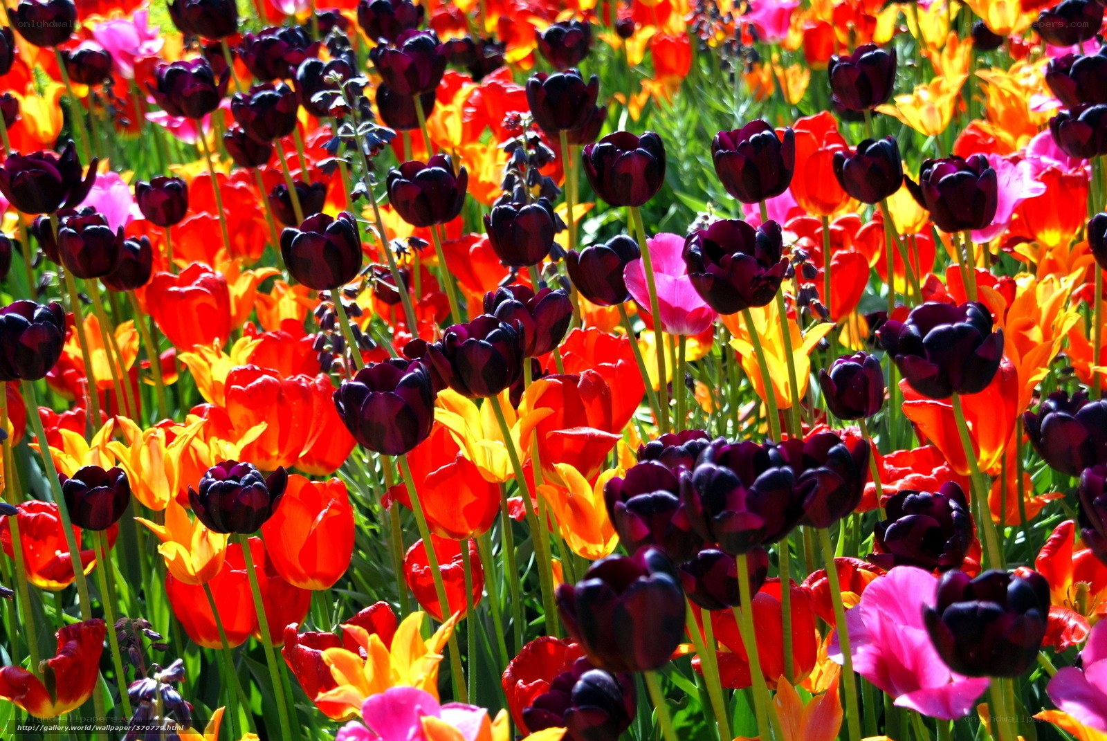 Colorful tulip field
