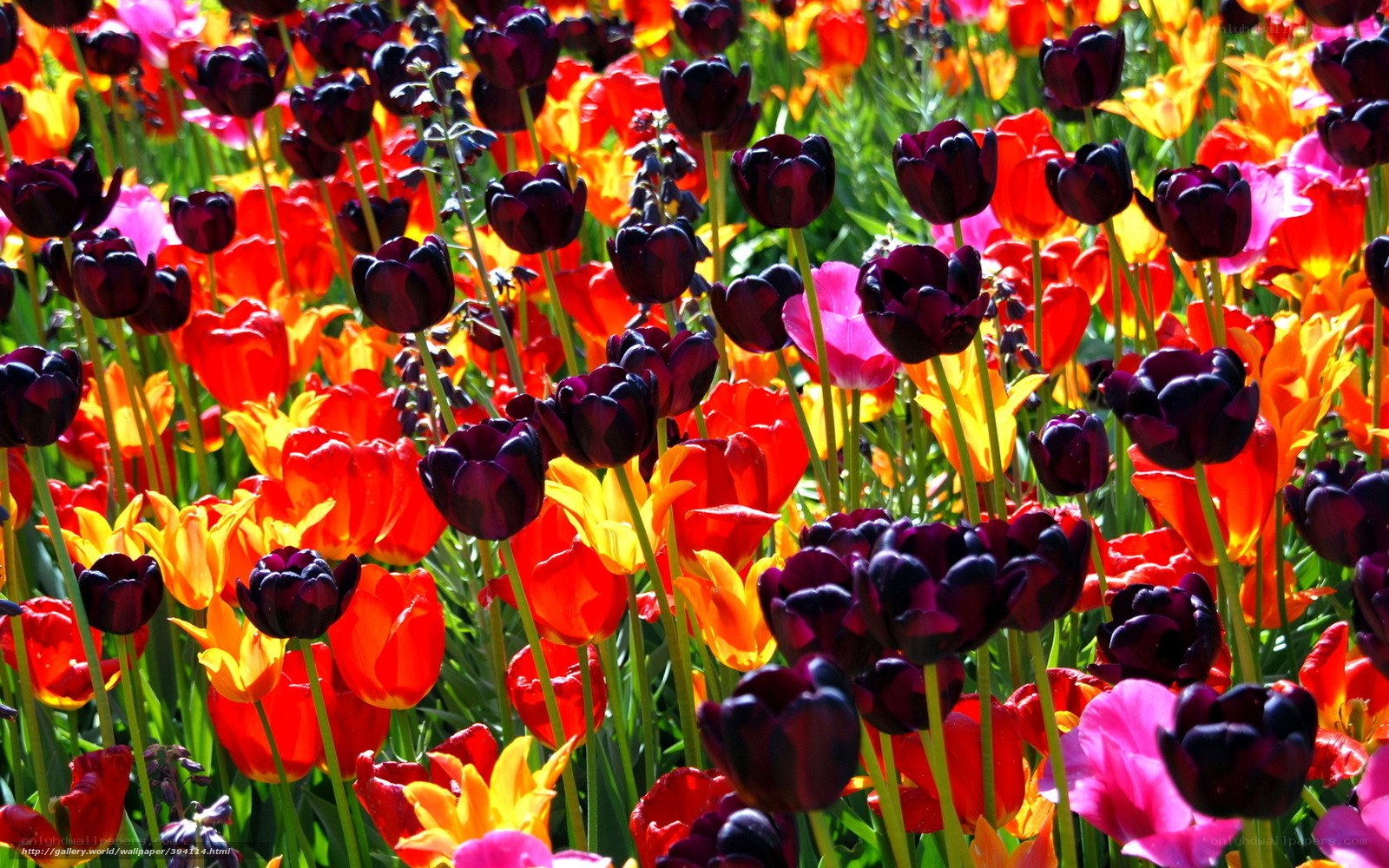 Colorful tulip field