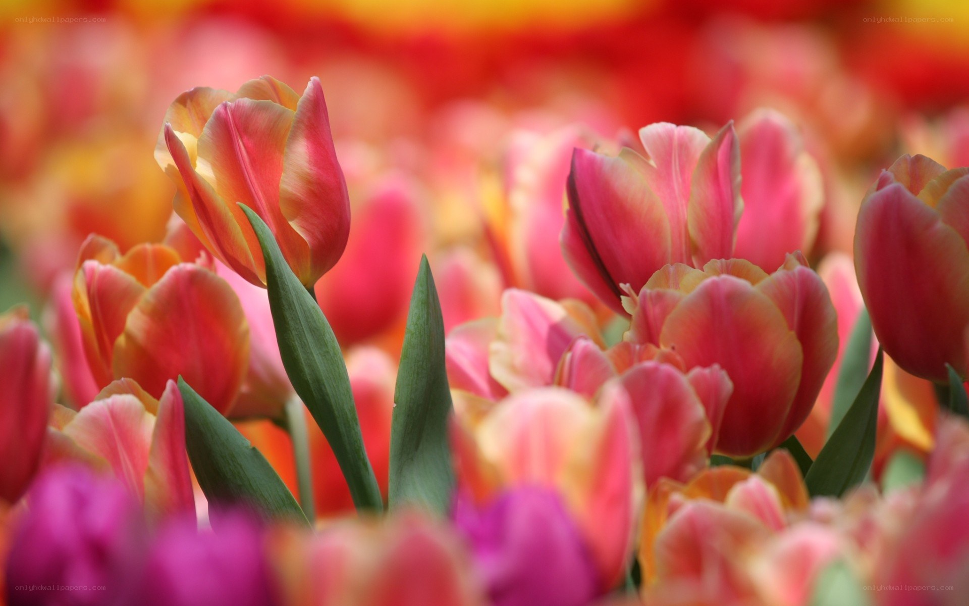 Colorful tulip field
