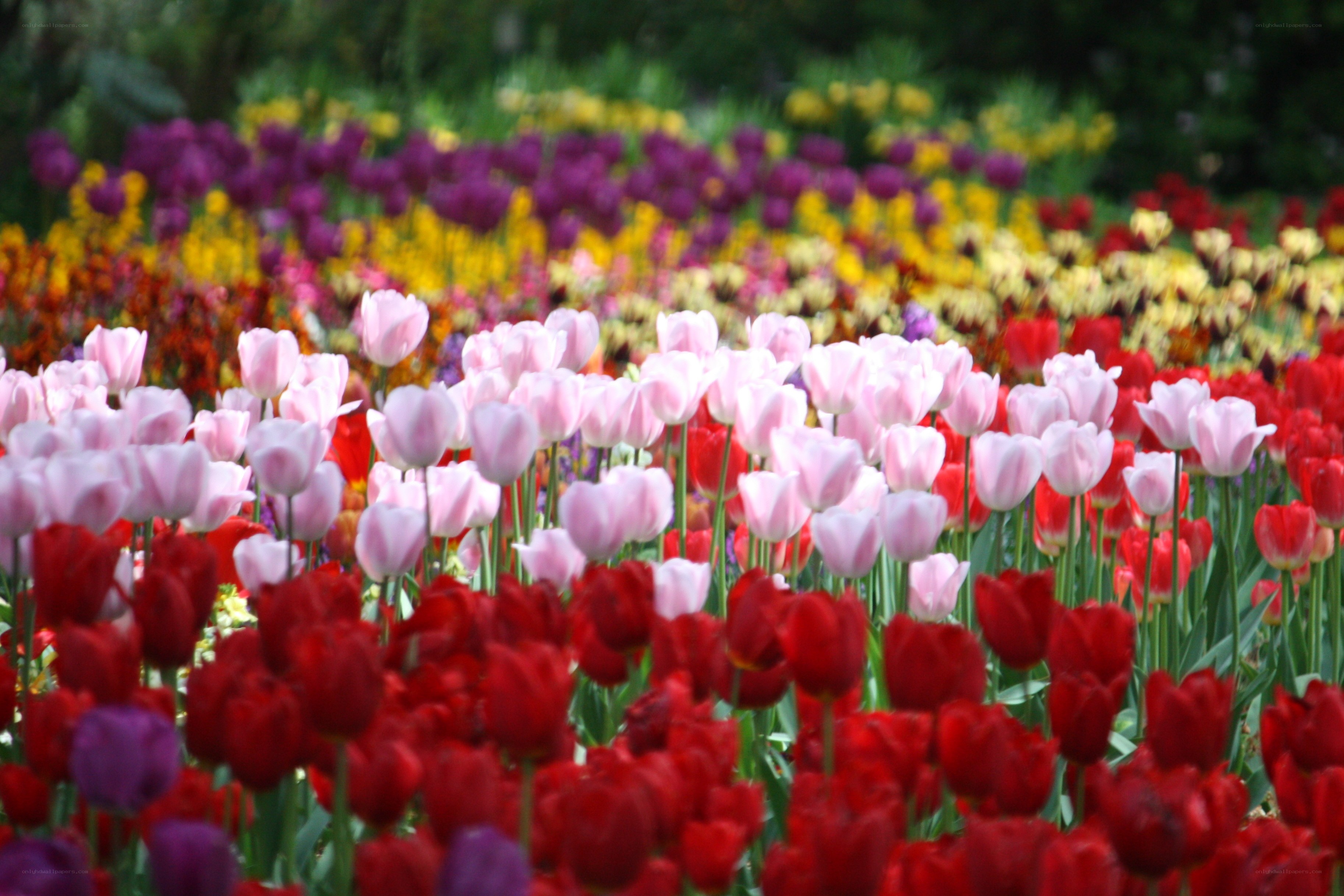 Colorful tulip field