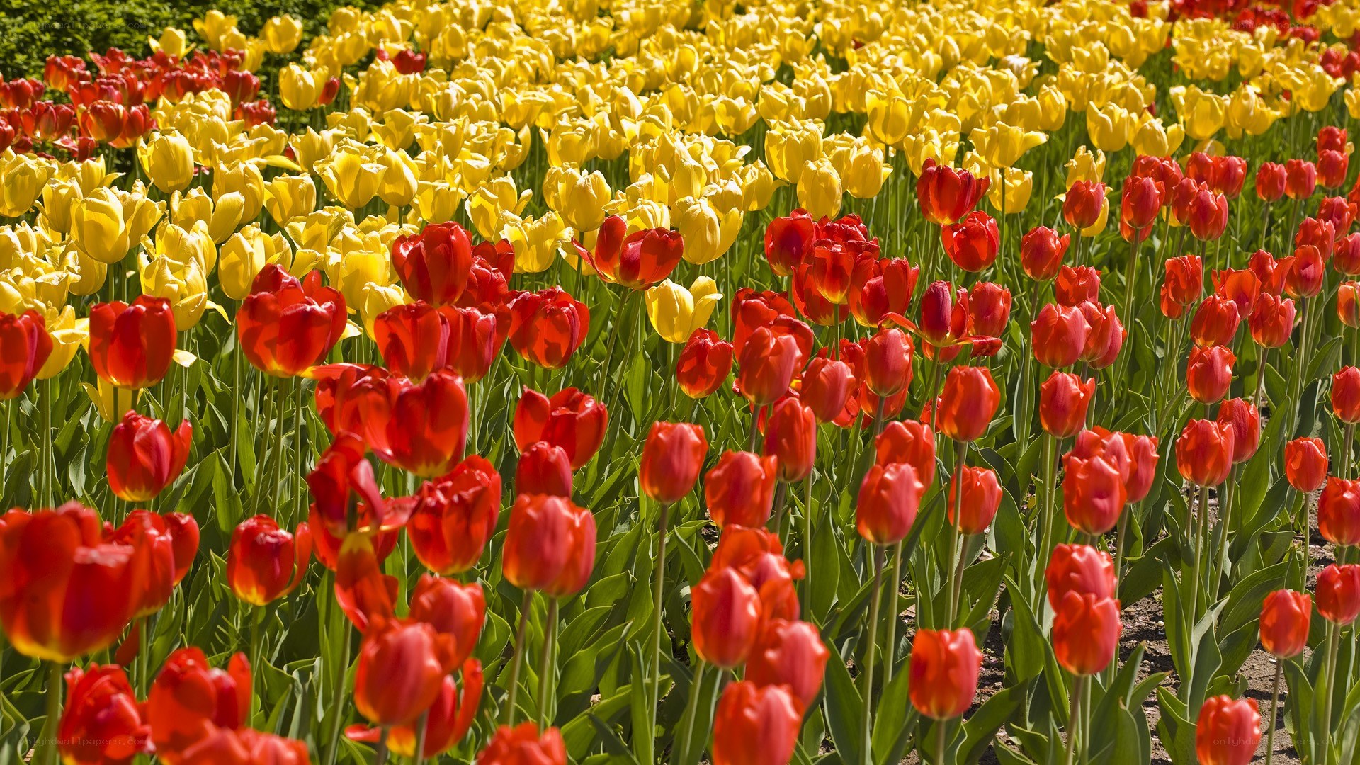 Colorful tulip field