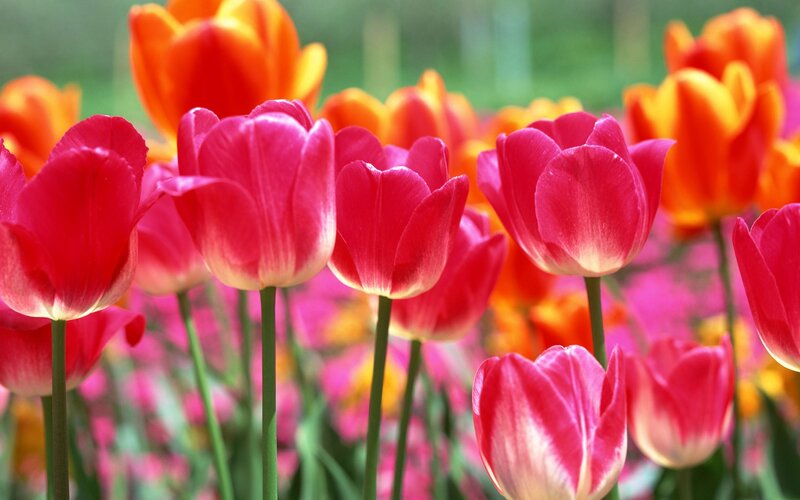 Colorful tulip field
