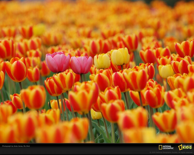 Colorful tulip field