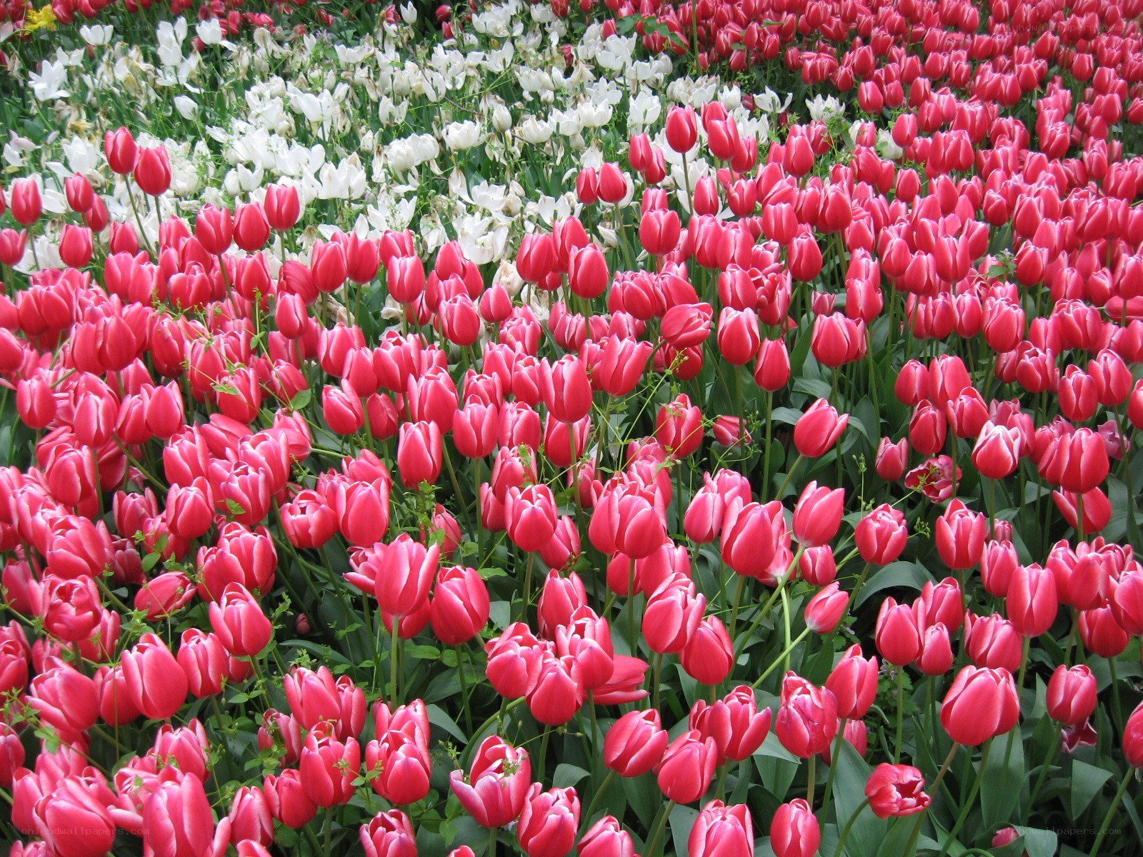 Colorful tulip field