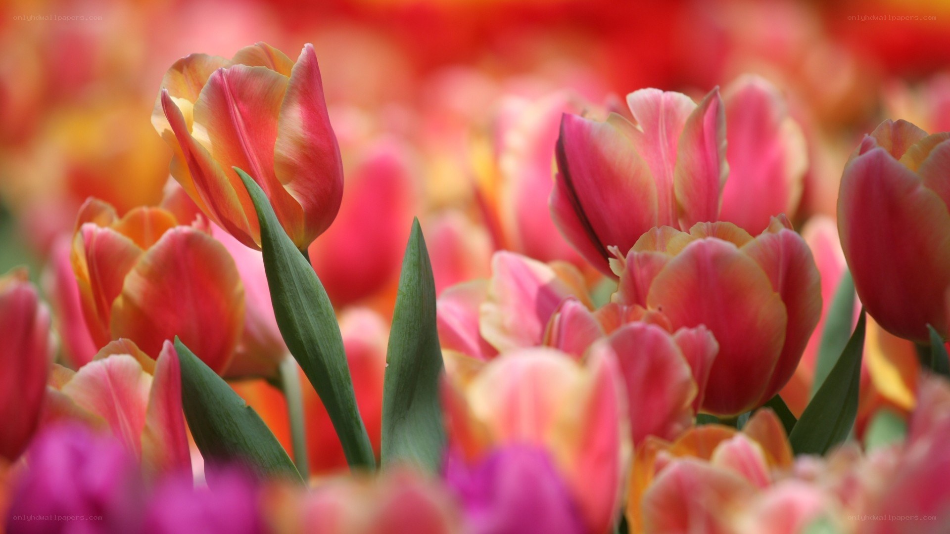 Colorful tulip field