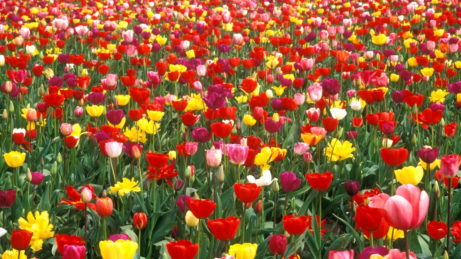 Colorful tulip field