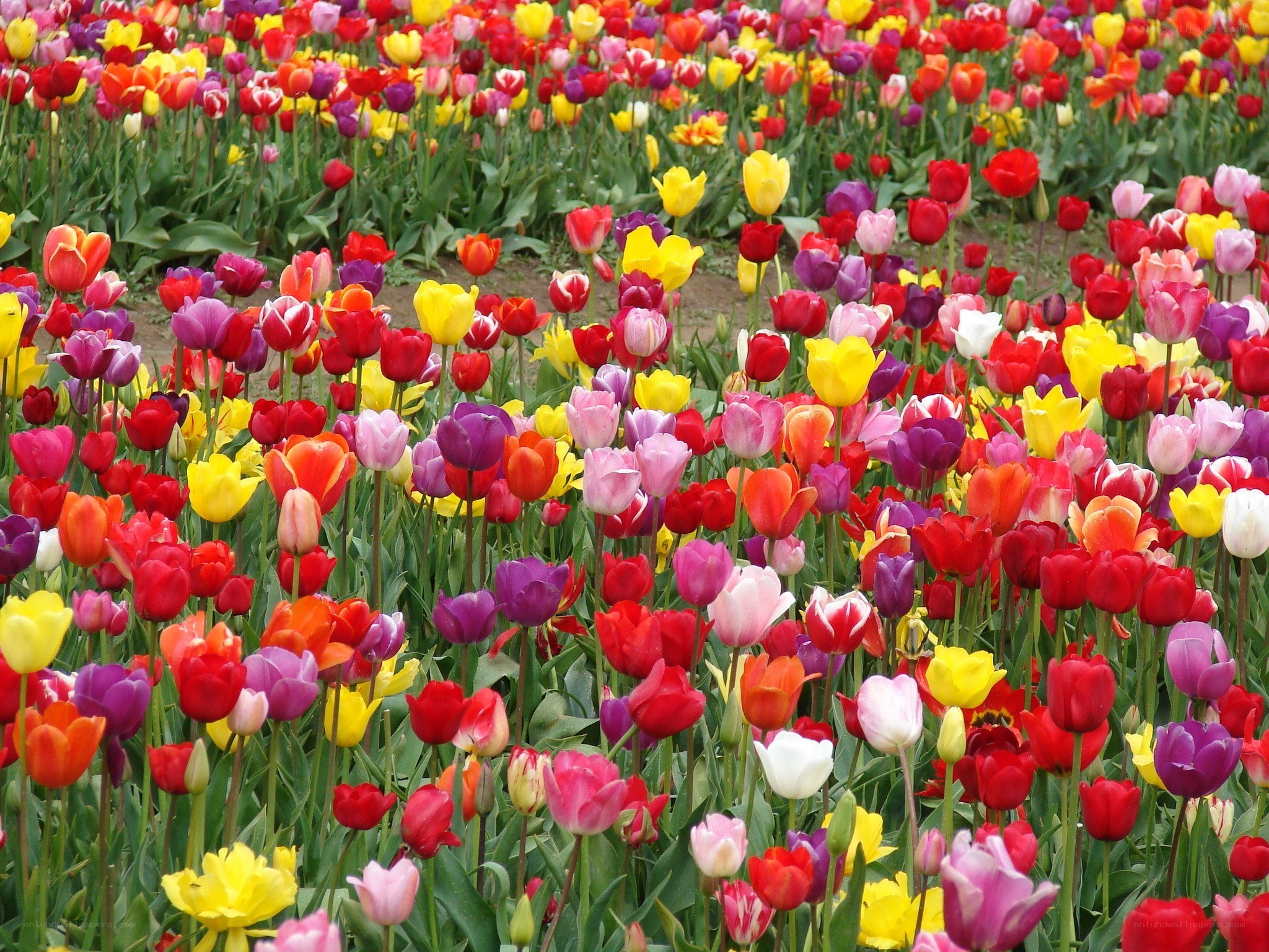 Colorful tulip field