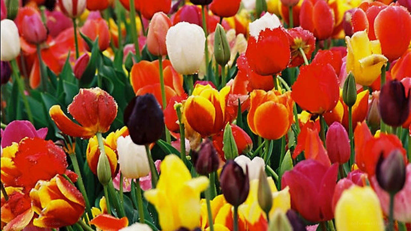 Colorful tulip field