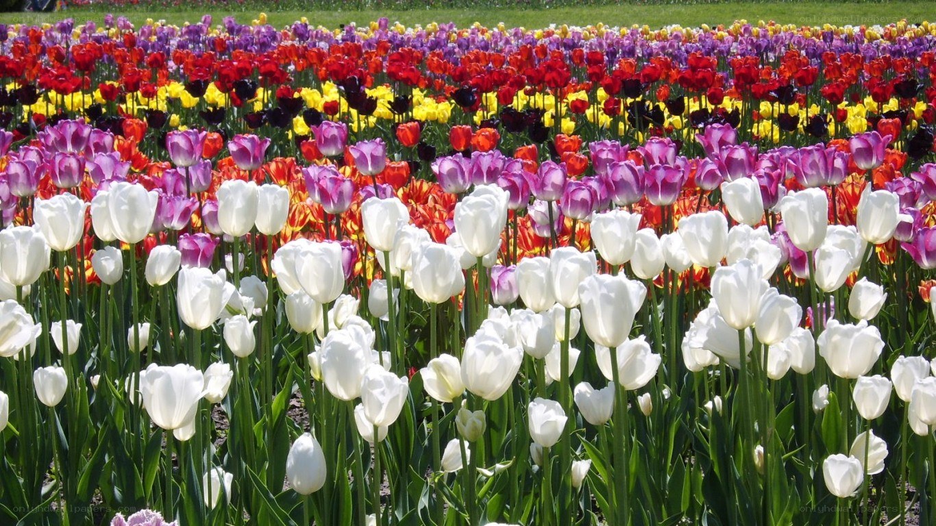 Colorful tulip field