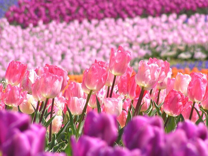 Colorful tulip field