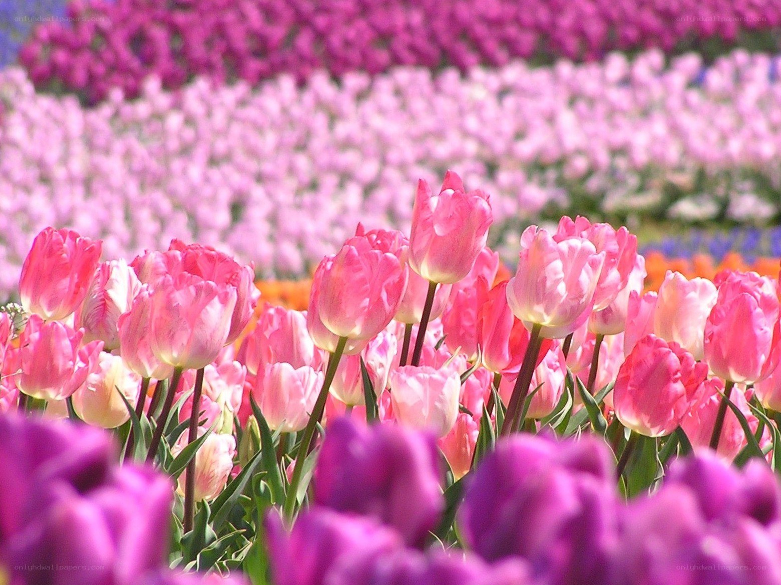 Colorful tulip field