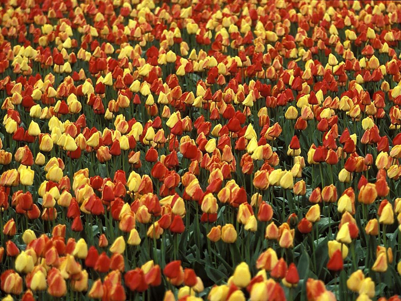 Colorful tulip field