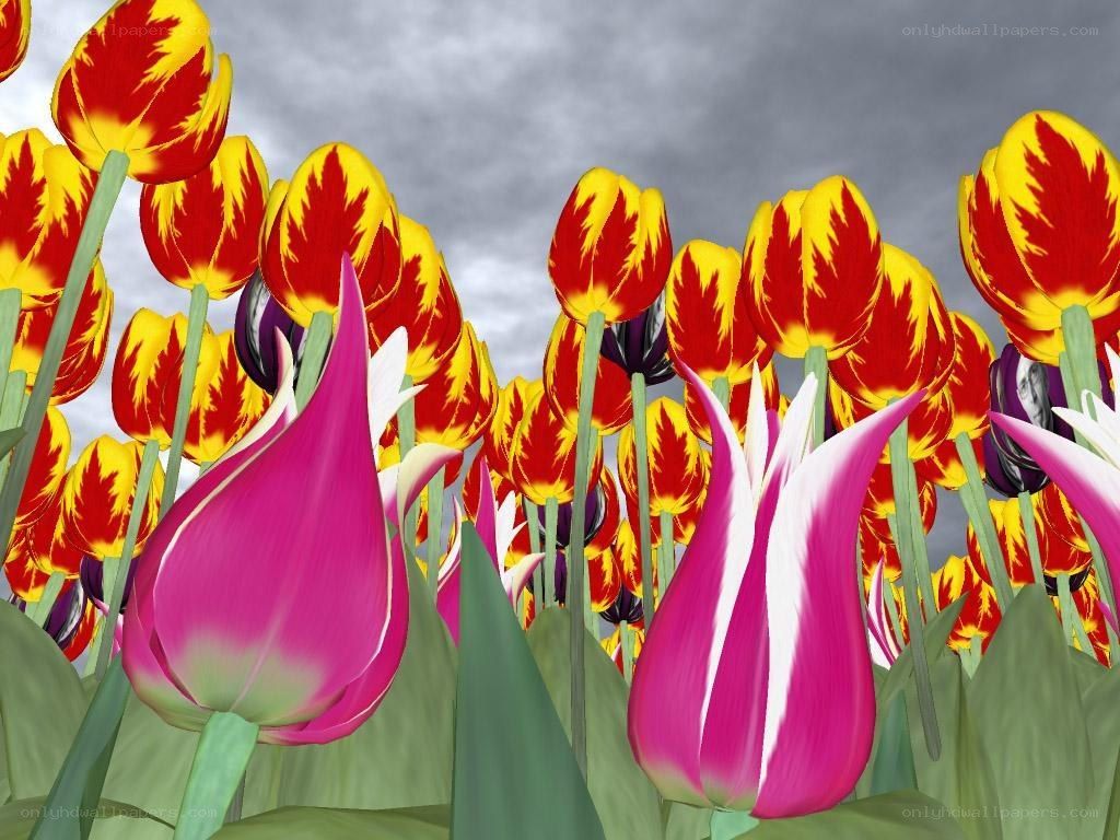 Colorful tulip field