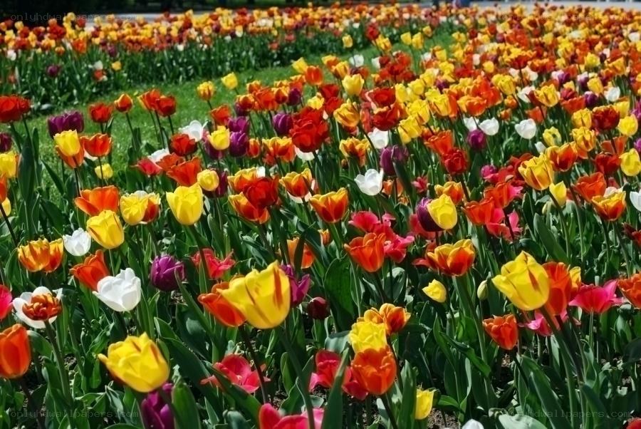 Colorful tulip field