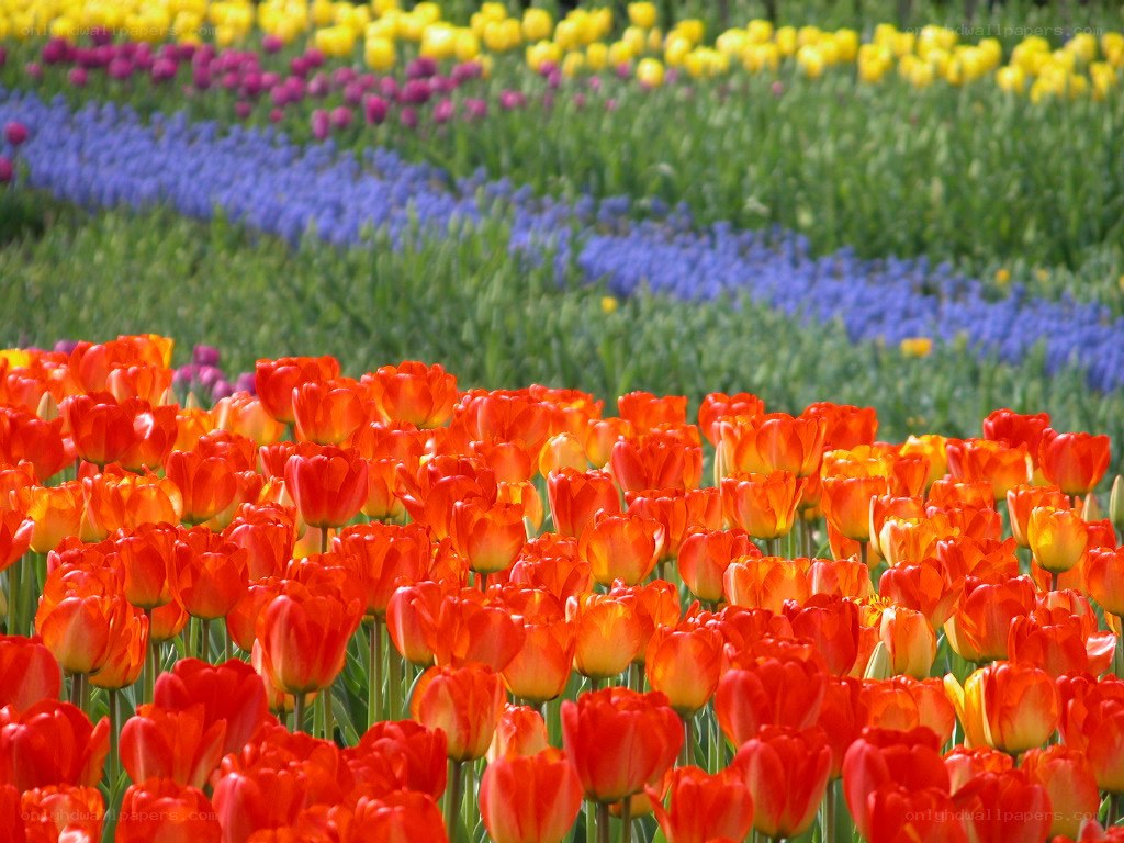 Colorful tulip field