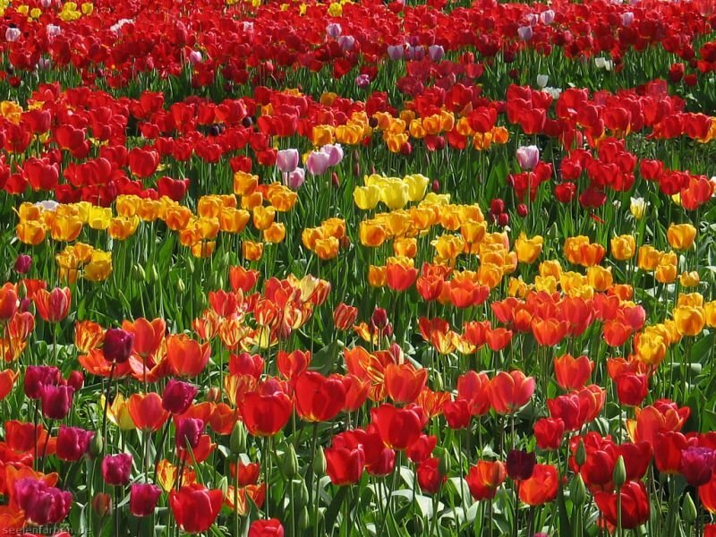 Colorful tulip field