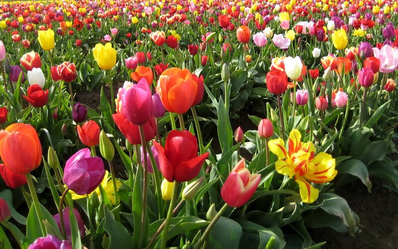 Colorful tulip field