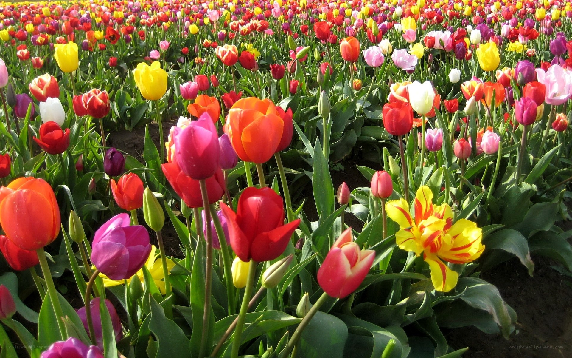 Colorful tulip field