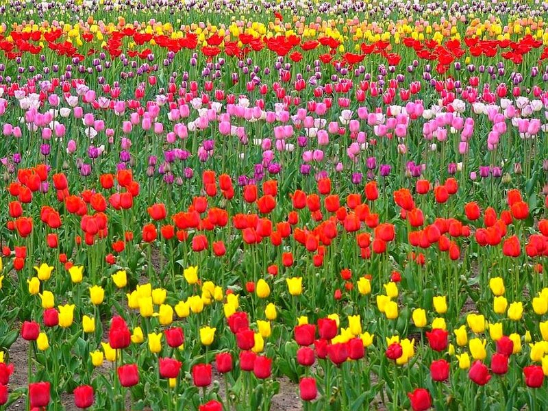 Colorful tulip field