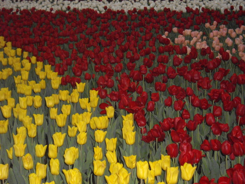 Colorful tulip field