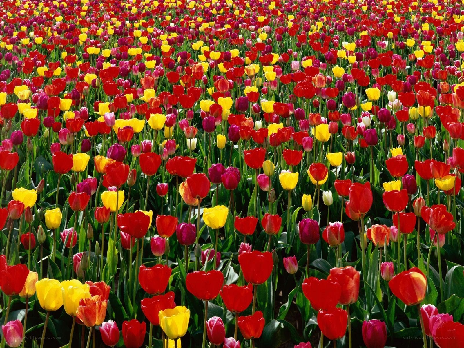 Colorful tulip field