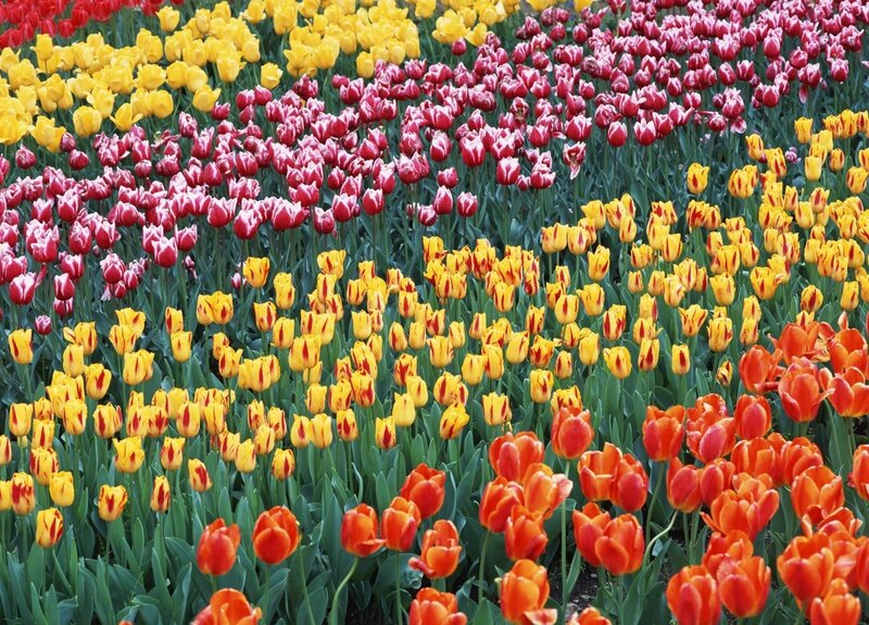 Colorful tulip field