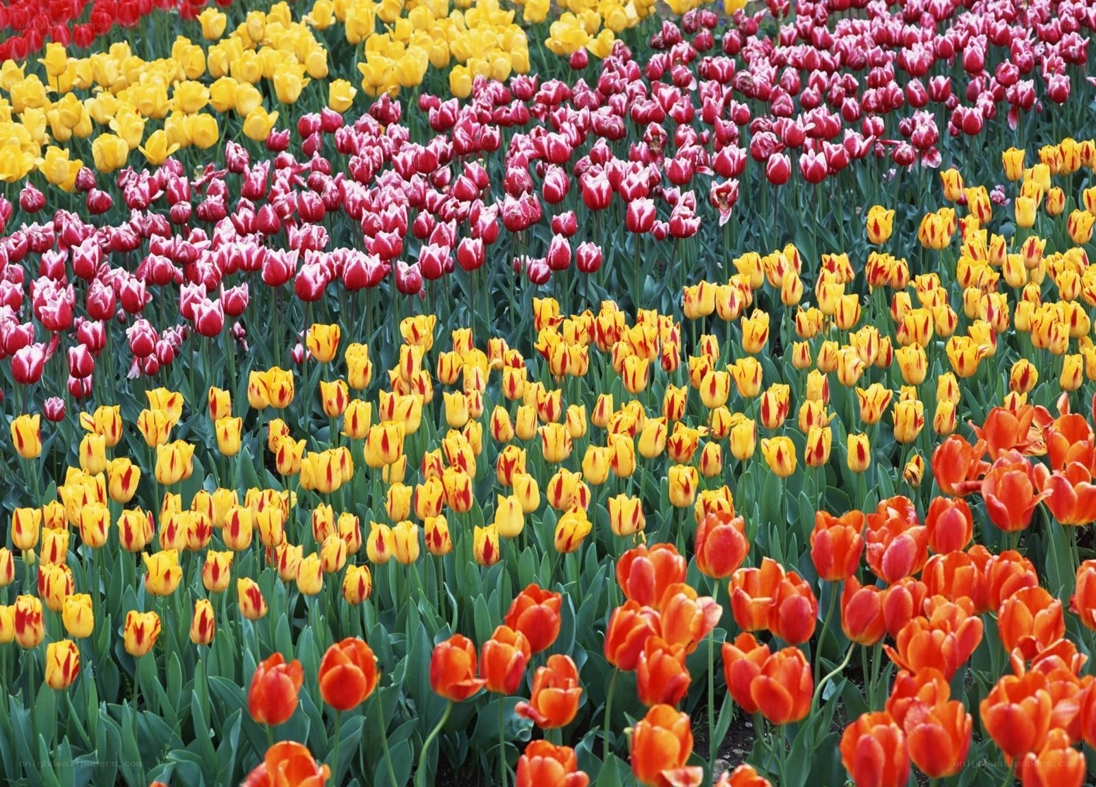 Colorful tulip field