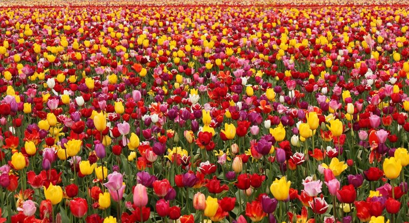 Colorful tulip field
