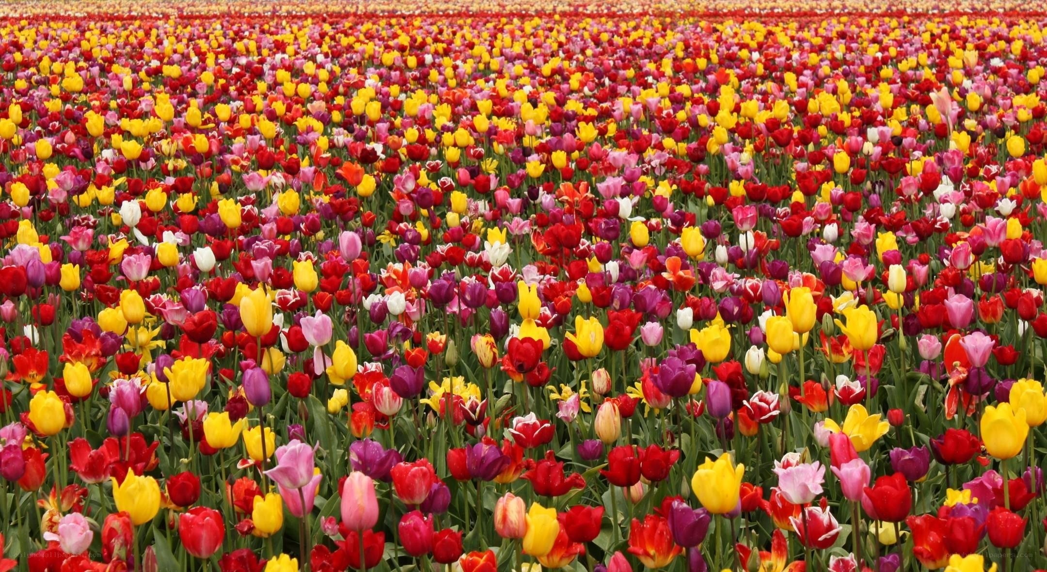 Colorful tulip field