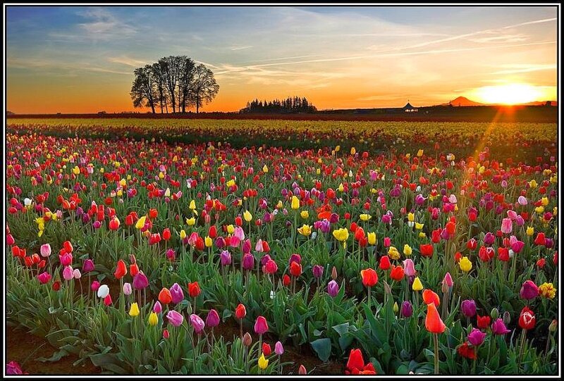 Colorful tulip field at sunset