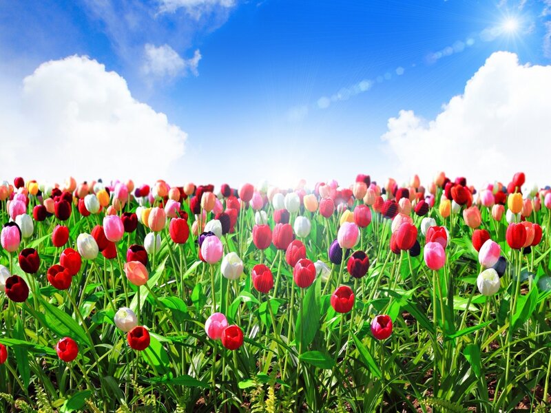 Colorful Tulip Field — Blue, Serene, Afternoon