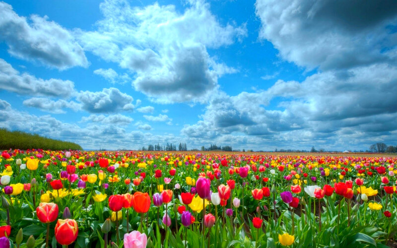 Colorful Tulip Field — Blue, Serene, Spring, Photograph, Flowers